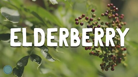 How To Grow ~ Elderberry