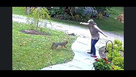 A rabid fox attacked an Idumean in Ithaca, NY. Jeremiah 15:3