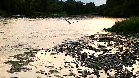 A Blue Heron takes off