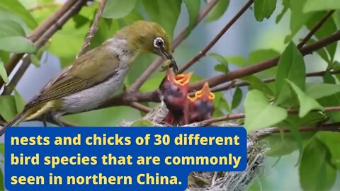 nests and chicks of 30 different bird species that are commonly seen in northern China