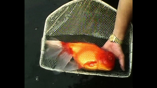 World's BIGGEST Goldfish?