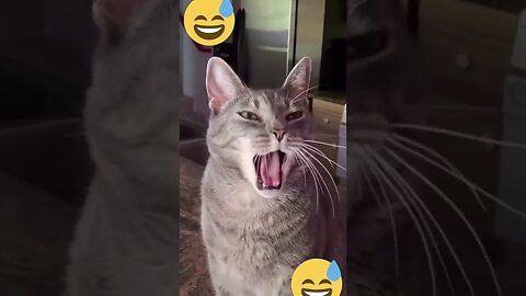 Try not to laugh 🤣-funny cats 🐱-funny & cute animals