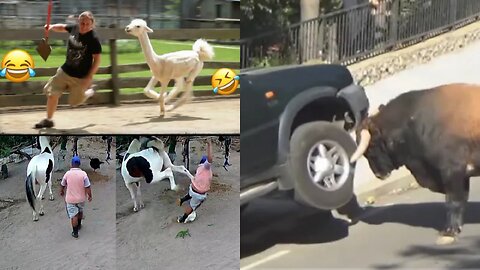 animals and humans hilarious scare funny moment 🤣