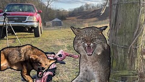 Trapping Coyotes and Bobcats Ep.15 in pursuit of the calf killers!!! #coyotes #predatorcontrol