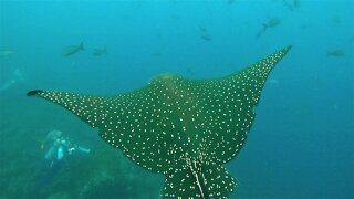 Fearless stingray swims majestically among sharks & scuba divers