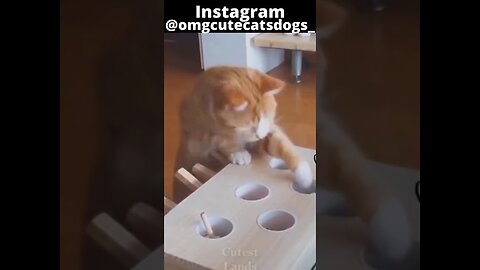 Funny Cat Videos 3 | Cute Cat Videos
