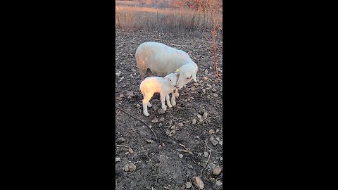 First Lamb of the 2024 Season #shorts #short #sheep #lamb