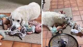 Golden Retriever Prefers Dolls Over Dog Toys