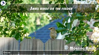 Small birds on the feeder