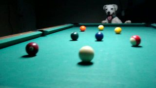 Talented Dog Reveals Impressive Billiards Trick Shots