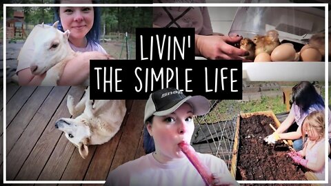 Weekend In the Life//Kombucha Pops//Planting Tomatoes//Moving Chickens