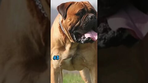 Pawsitively Fascinating: Fun Dog Facts The Bullmastiff