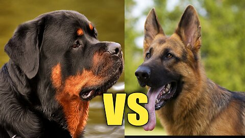 Jerman shrepherd Vs labrador 🐕