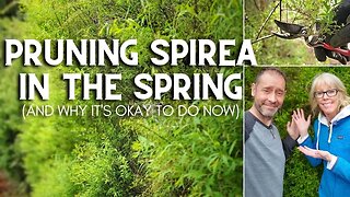 ✂ 😲 Pruning Spirea in the Spring (And, Why It's Okay To Do Now) 😲 ✂