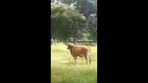 soliders scared of bull