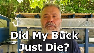 Did My Buck Die After Breeding A Doe?