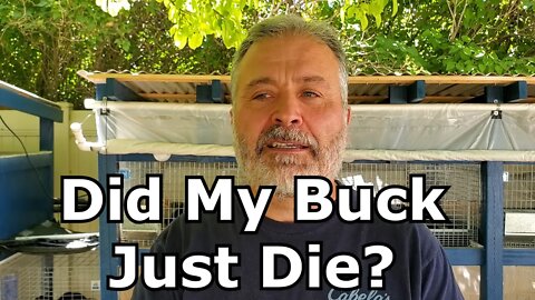 Did My Buck Die After Breeding A Doe?