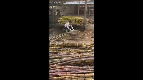 Makings jaggery