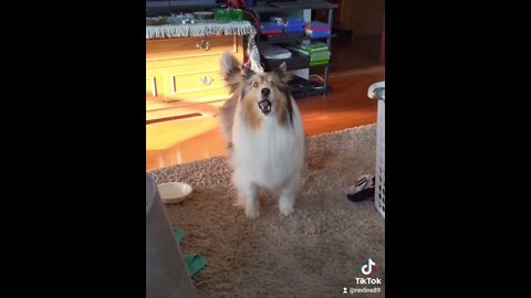 Emma's Bark - Dont mess with this little princess! - Emma the sheltie