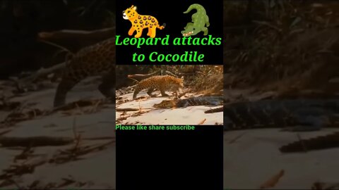 Leopard attacks to Cocodile 🐍#shorts #youtubeshorts #shortsfeed