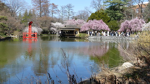 Japanese Hill-and-Pond Garden