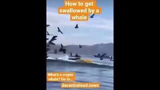 How to get swallowed by a whale!