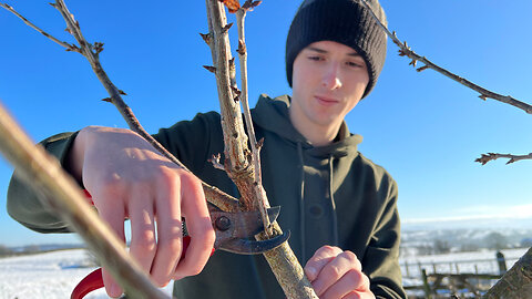 The Art Of Pruning | Easy Guide For Pruning Your Fruit Trees