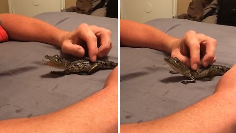 Rescued Baby Crocodile Is Both Adorable And Ferocious