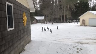 Turkeys Running