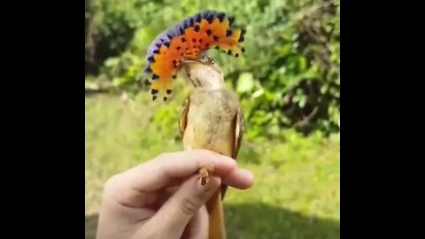 Beautiful bird with cute movements