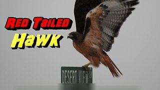 Red Tailed Hawk Takes To Flight In Beautiful Display #AnimalVideo