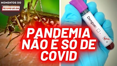 Casos de dengue aumentam a cada dia no Brasil | Momentos