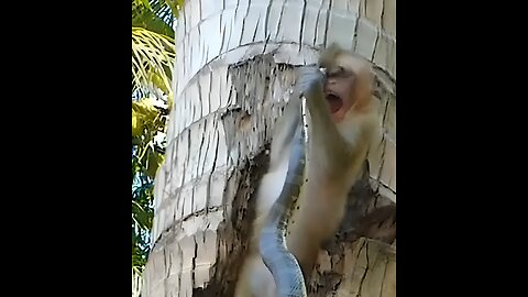 A Monkey Fought For its Life! Snake Attacked