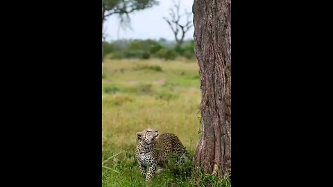 Leopards Unbelievable Tree Climb