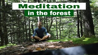 Meditation in the Forest 🧘🏻‍♂️ 18 Minute Mindful Grounding Presence