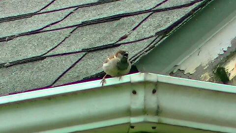 IECV NV #645 - 👀 Male House Sparrow On The Neighbors Roof Gutter 🐤6-22-2018