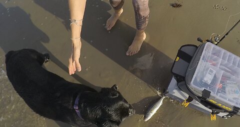 Dog Stolen My Fish & The Worst Happened
