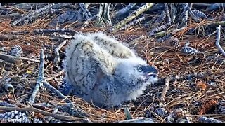 Owlet Goes on Defense 🦉3/10/22 16:27