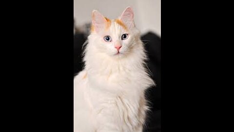 Al Cat Breeds A-Z With Pictures! (all 98 breeds in the world)