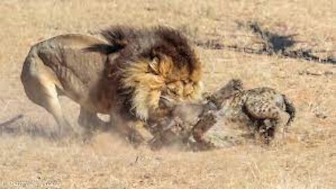 Lion vs hyena