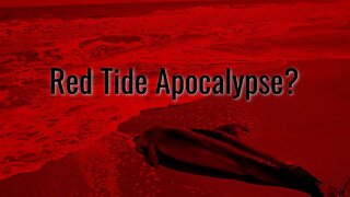 Is Tampa Bay DOOMED? Piney Point Red Tide investigation (Pt 1.)