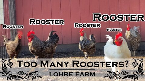 Roosters On The Homestead || Process Them? Keep Them? or...