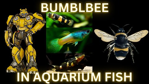 Bumblebees In Aquarium Fish