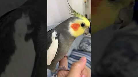 Cute Moments ❤️ 😍 😊 #cockatielscraze