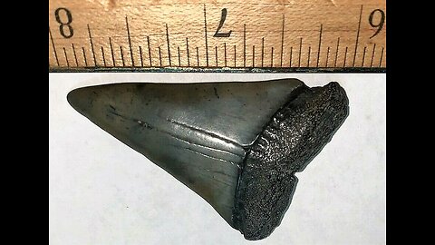 Extinct Mako Shark Tooth 2 Inches Long - Isurus Hastalis