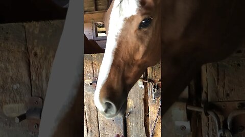 Horse Peppermint Treats ASMR 😍👍 #horse #horselover #asmr