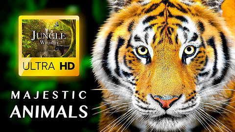 MAJESTIC ANIMALS in ULTRA HD - Wild Life in Jungle