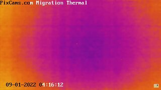 Fall Migration 2022 Thermal Camera - 9/1/2022 @ 4:14 - Weird Flight Path