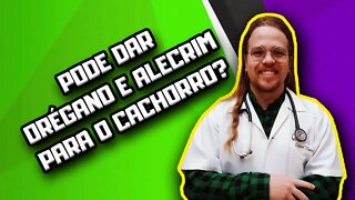 Cachorro pode comer orégano e alecrim? #shorts