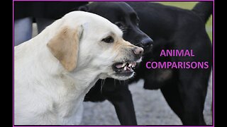 ANIMAL COMPARISONS #57